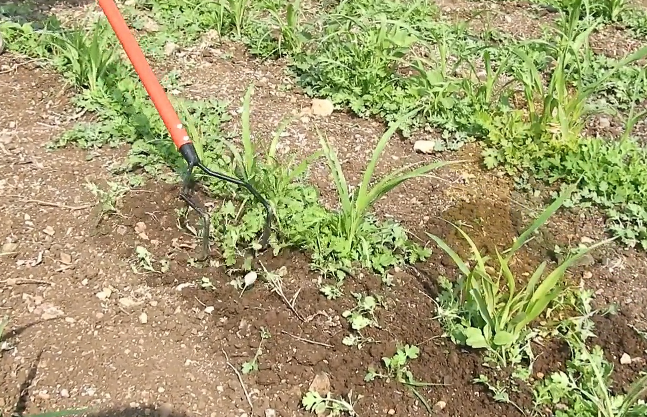Bow Weeder (WITHOUT LONG HANDLE)