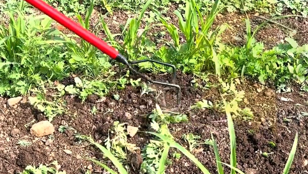 Bow Weeder (WITHOUT LONG HANDLE)