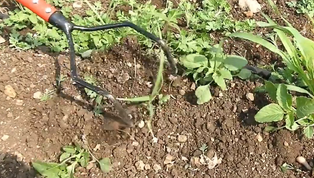 Bow Weeder (WITHOUT LONG HANDLE)