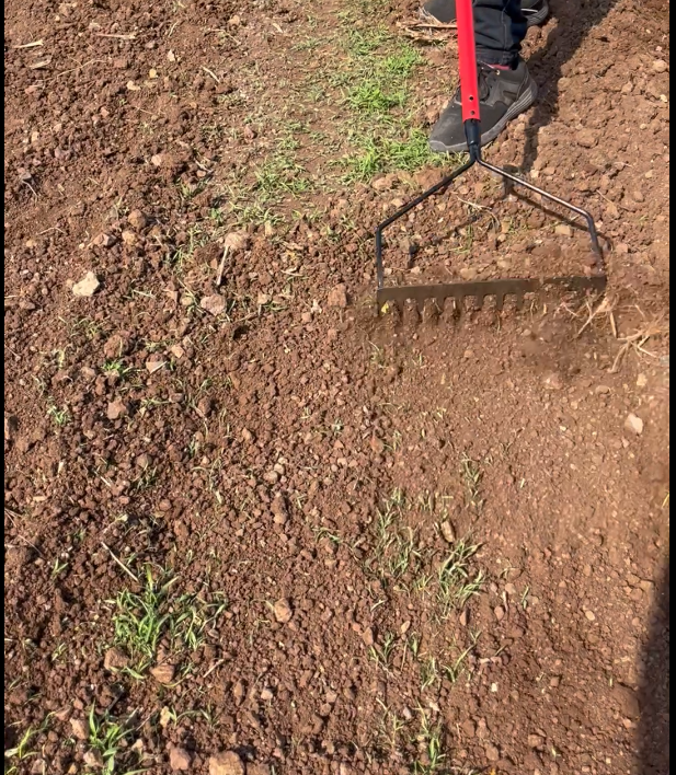 12 Teeth  Bow Rake Head (WITHOUT LONG HANDLE)