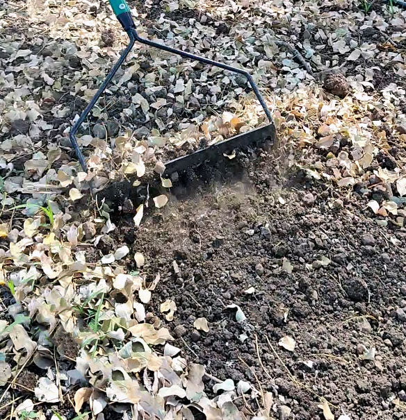 12 Teeth  Bow Rake Head (WITHOUT LONG HANDLE)