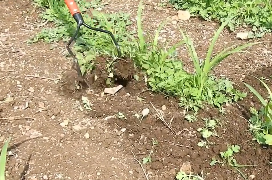 Bow Weeder (WITHOUT LONG HANDLE)