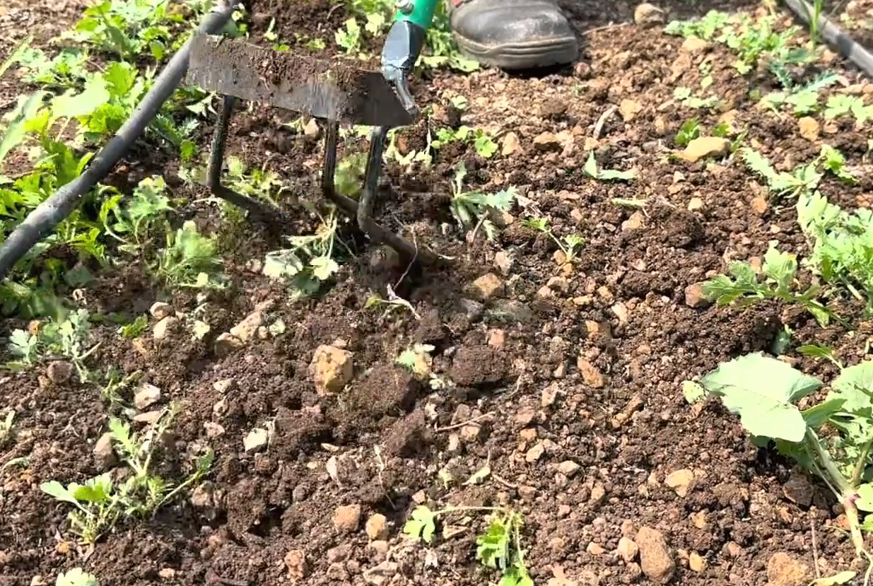 3-tyne cultivator with Blade (WITHOUT LONG HANDLE)